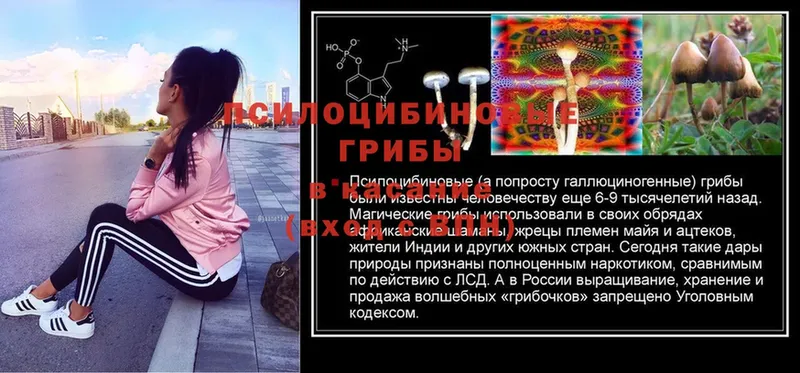 Галлюциногенные грибы GOLDEN TEACHER  Муром 